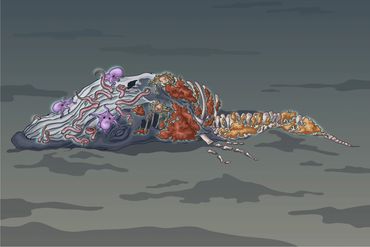 Stages of a Whale Fall