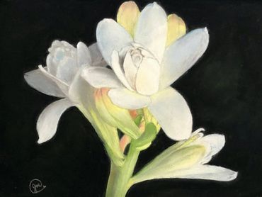 Tuberose
Pastel, 8 x 10 inches
Joann Douk