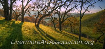 Christmas in the Park
Photograph, paper on aluminum
David Wright