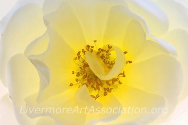 The Inner Light
Photograph, paper on aluminum
David Wright