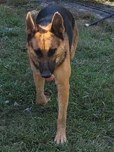 Greta is a sweet girl who avoids trouble. She has PTSD dog potential.