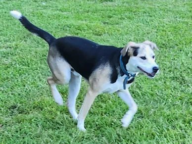 Henry is a smart, motivated fellow with a yearning for life. Fantastic PTSD dog potential.