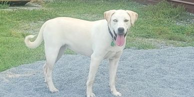 Stella was born around 8/22. Pyrenees/Catahoula, a lovely dog. She is in training to be a PTSD dog.