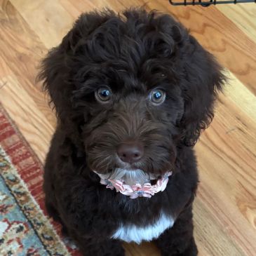Curly dark brown puppy with a floral collar sitting on a wooden floor.
