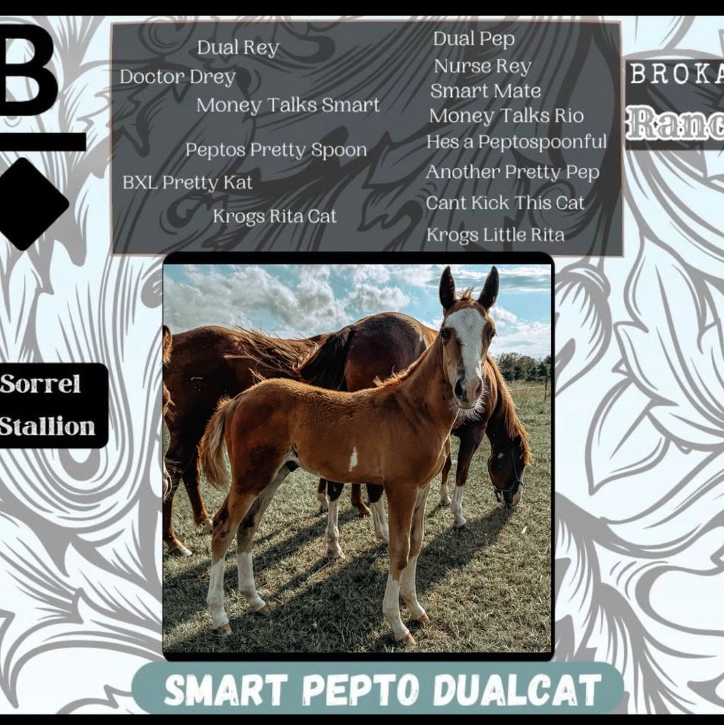 Selling at the Hermanson Kist Horse sale this 
September