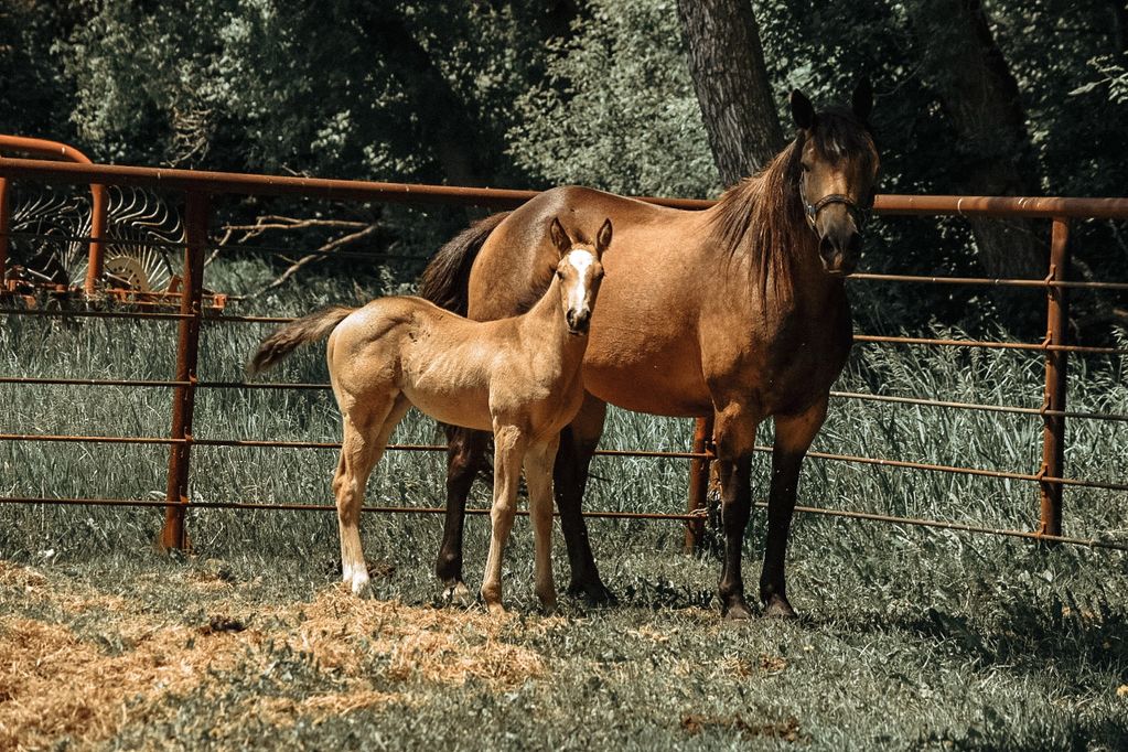 Chainy Oaks Bonnie
   We purchased two of her full brothers and they turned into great all around ra