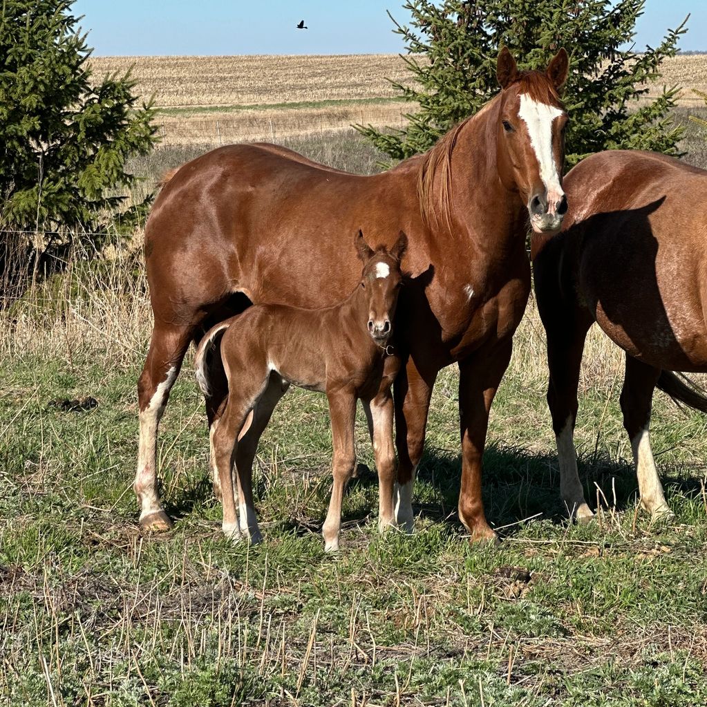 TOT I TAW A PUTY CAT
An own daughter of Can’t Kick this Cat. 
This mare has some great bloodlines be