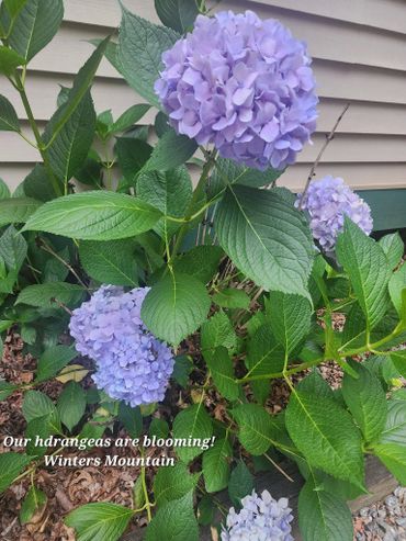 Hydrangeas blooming in the Summer at Retreat at Winters Mountain