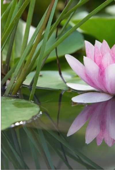 Pink water lily flower with reflection in pond.