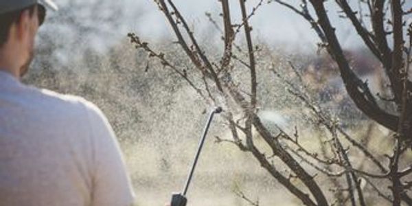 tree spraying in Prescott Arizona