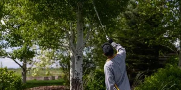 tree fertilization in Prescott Arizona