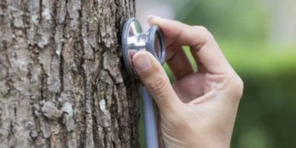 tree health care in Prescott Arizona