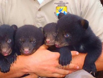 USFWS Biologist holding Louisiana Black Bear babies