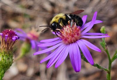 A bumble bee on a Georgia Aster. Photo by Leo Miranda