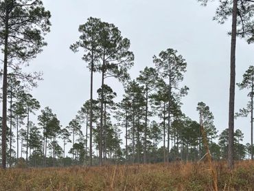 Tall pine trees stand over a grassy field under a gray sky.