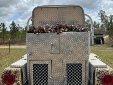 Hunting dogs on a metal trailer with pheasants on top under a cloudy sky.