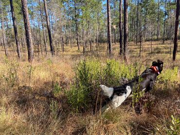 A dog running through a sunlit forest clearing.