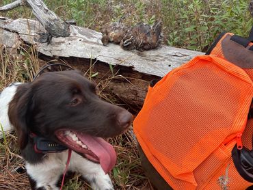 Hunting dog resting beside an orange bag and two birds on a log in the forest.