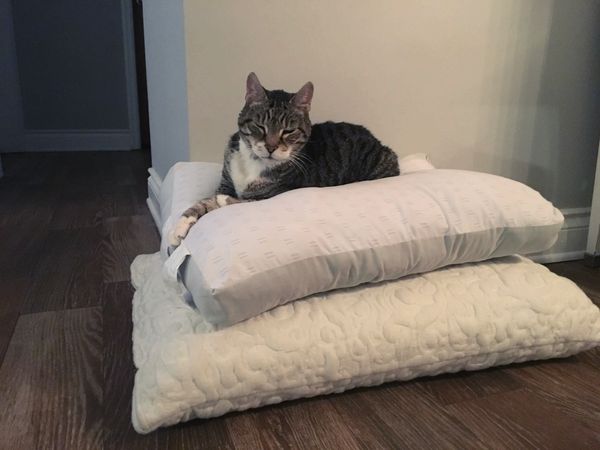 A tabby cat resting on stacked pillows in a cozy room.