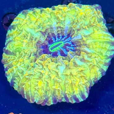 Yellow Cynarina
