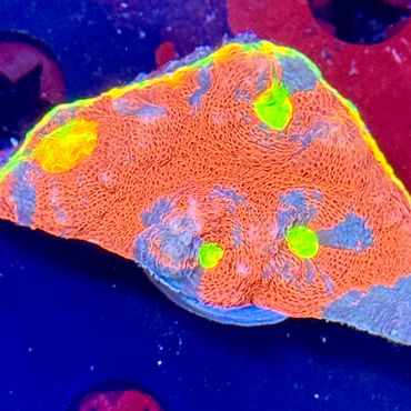 Rainbow Jellybean Chalice