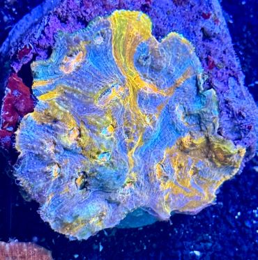 Crayola Rainbow Chalice