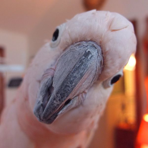 Close-up of a parrot's face looking curious.