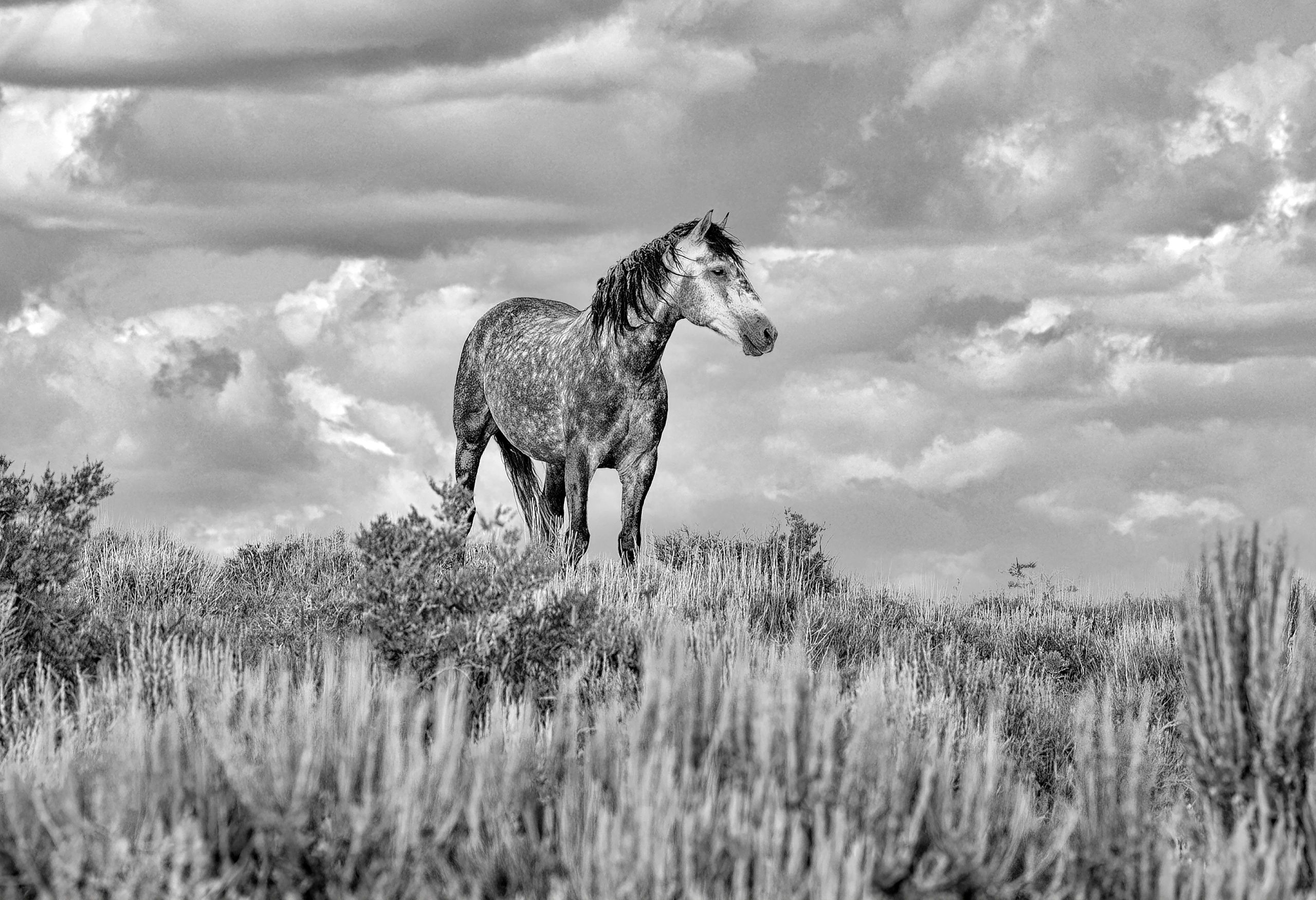 Dapple Grey Day
Gold Medal Winner
2023 National Veterans Creative Arts Festival
B&W photography