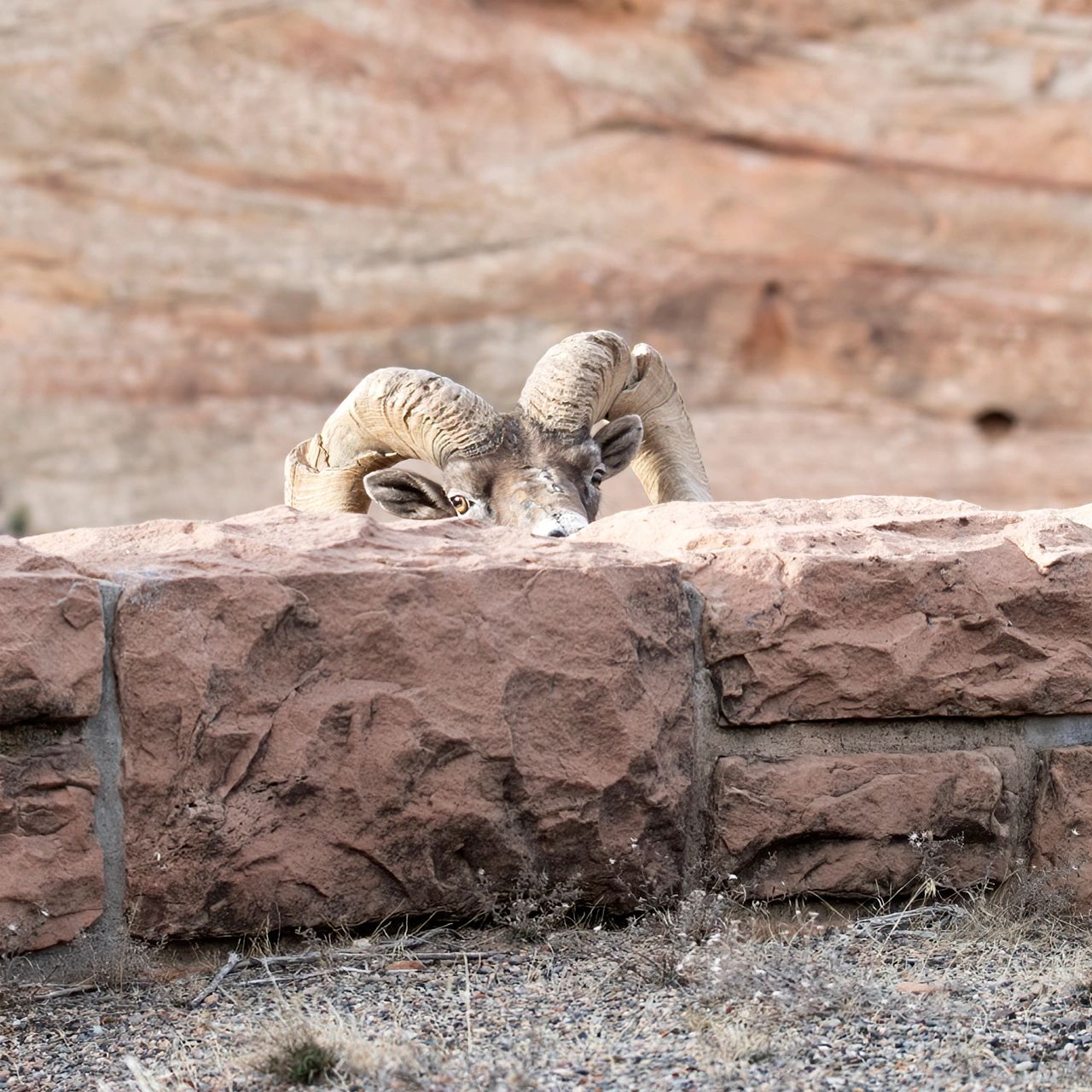 A wildlife photo of a desert bighorn sheep along the Rimrock Drive in the Colorado National Monument. A wildlife photo of a desert bighorn sheep along the Rimrock Drive in the Colorado National Monument.
