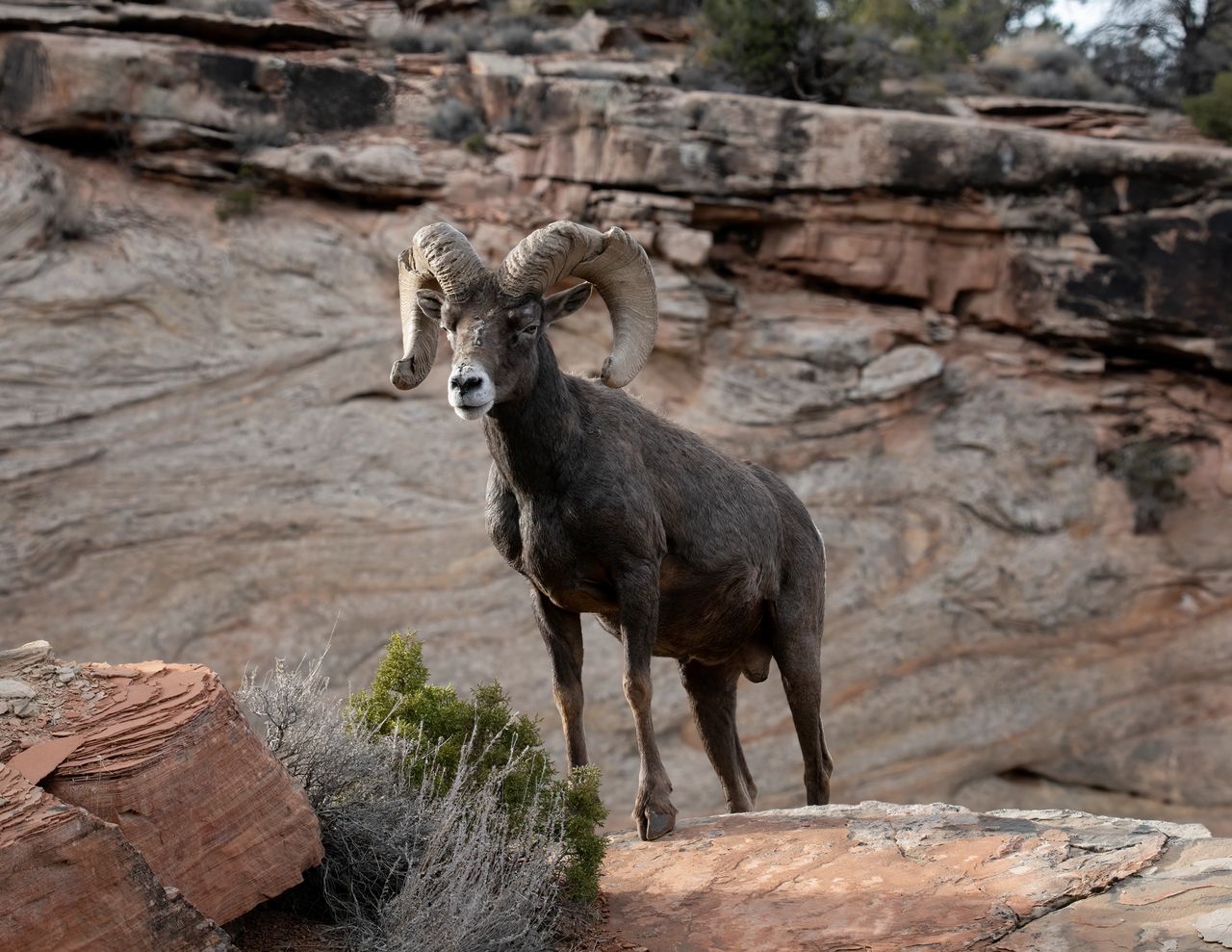 A wildlife photo by Donna Fullerton of an old bighorn sheep along the Rimrock trail. A wildlife photo by Donna Fullerton of an old bighorn sheep along the Rimrock trail.