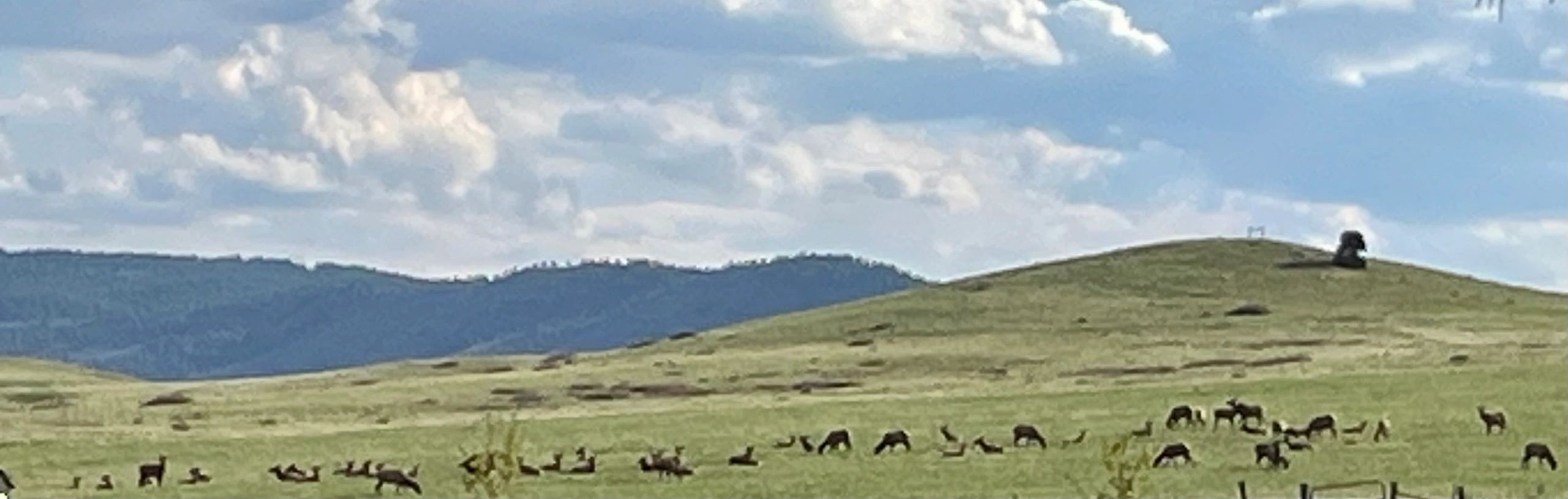 Elk herd in Douglas County Colorado
