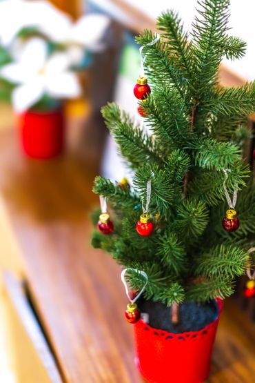 Small Christmas tree decorated with red baubles in a red pot.