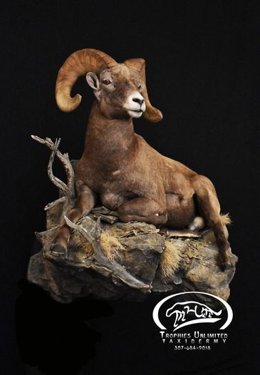 Big Horn Sheep Wall Pedestal by Trophies Unlimited Taxidermy 