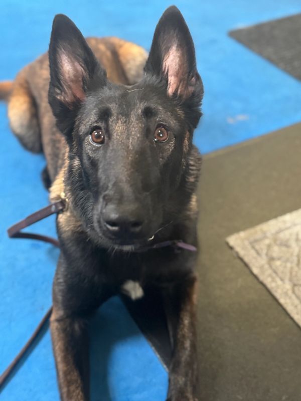 German Shepherd dog lying on blue floor.