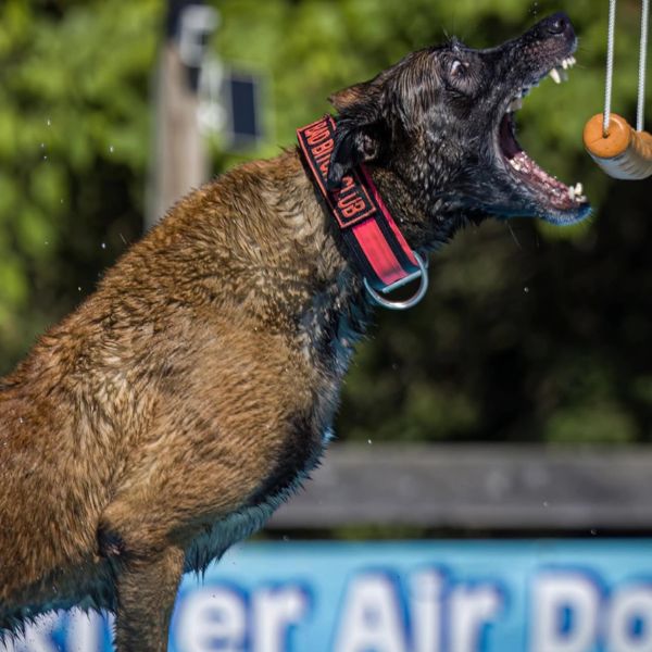 Dog biting an orange toy in midair.