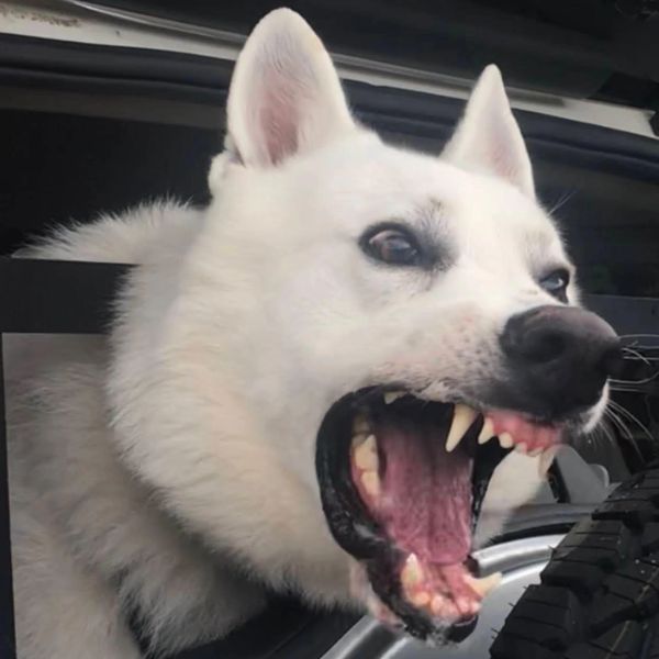 White dog barking out of car window.