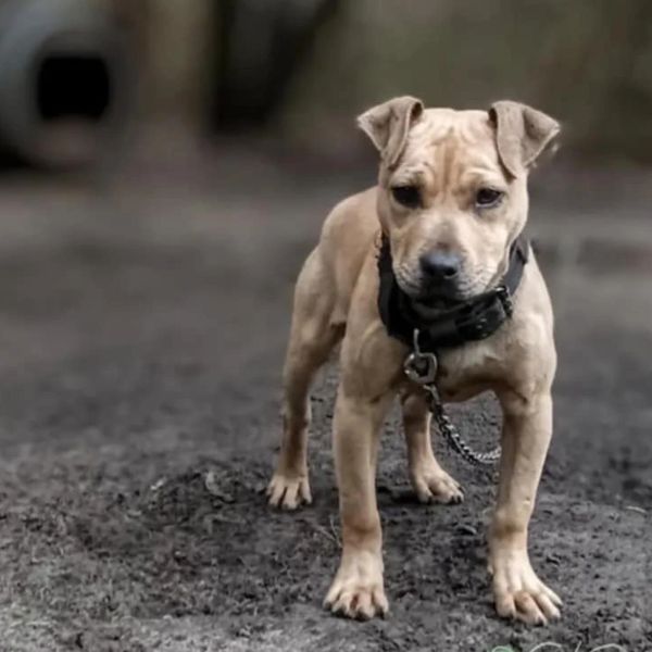 A tan dog with a collar and leash standing on dirt.