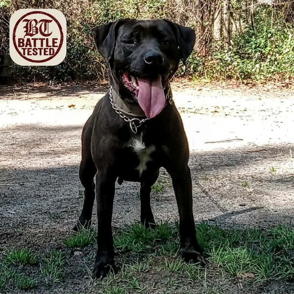 Black dog standing outdoors with tongue out.
