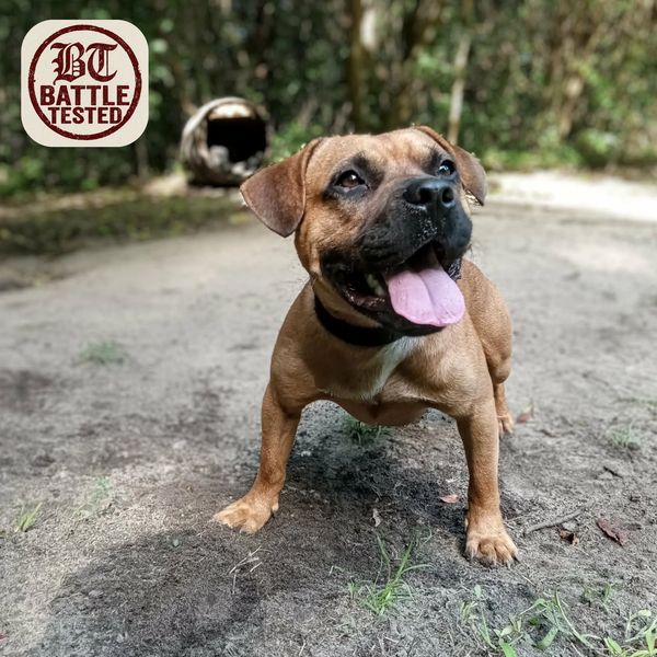 Happy brown dog with tongue out outdoors.