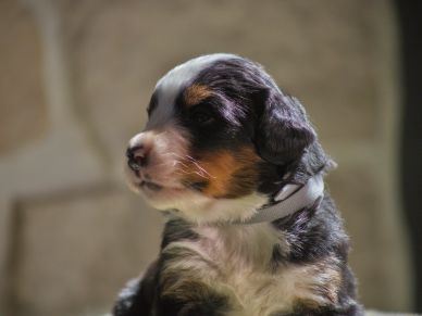 Close-up of a calm tricolor puppy with a white collar.