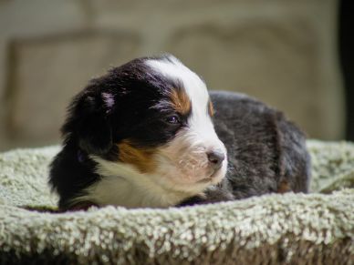 A young tricolor puppy resting on a soft blanket.