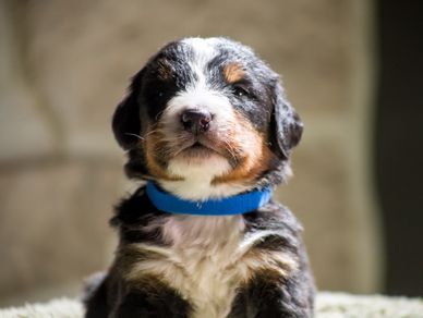 Close-up of a fluffy puppy with a blue collar looking at the camera.