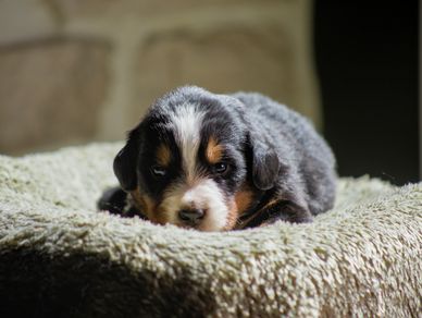 A small tricolor puppy lying on a soft textured blanket.