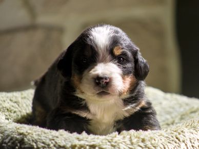 Adorable tricolor puppy lying on a soft green blanket.