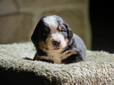 Adorable Bernese Mountain Dog puppy resting on a soft blanket.