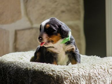A small tricolor puppy with a green collar sitting on a soft surface.