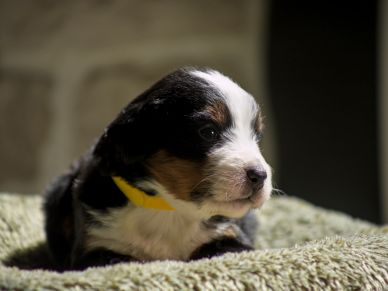 Close-up of a small tricolor puppy with a yellow collar lying on a green blanket.