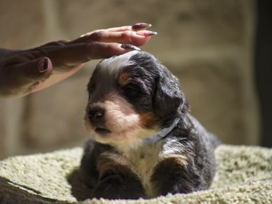 A small puppy being gently petted by a hand.
