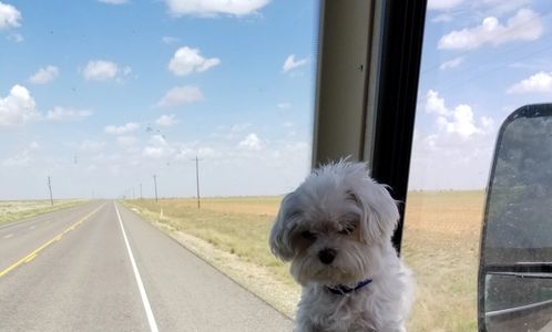 a dog sitting in the RV vehicle in the front 