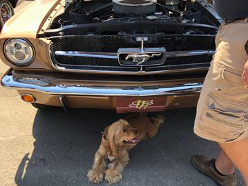 Our mascot Molly cooling in the shade of a 1965 Ford Mustang.